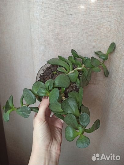 Кактусы, суккуленты, толстянка, седум