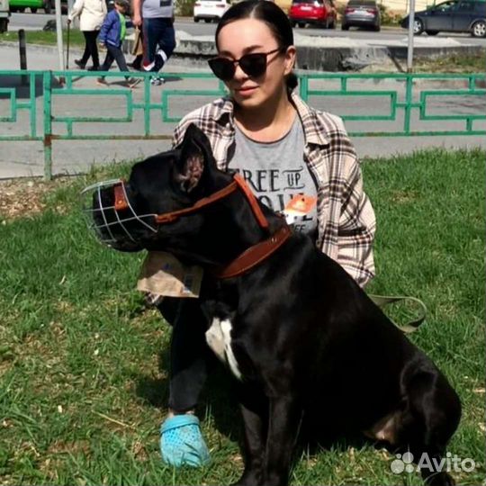 Передержка домашних животных