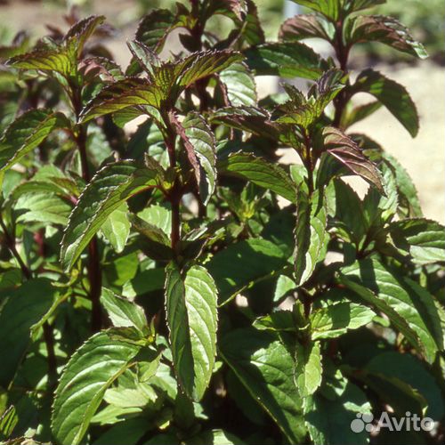 Многолетние садовые растения