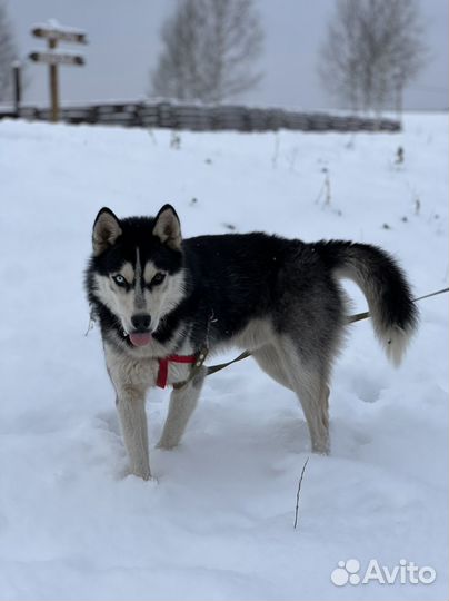 Сибирский хаски