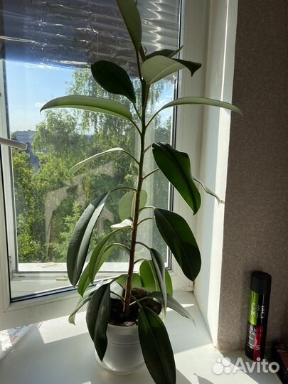 Фикус каучуконосный