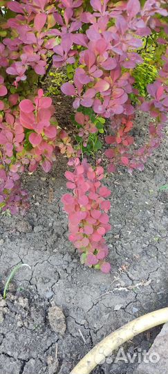 Хоста. Барбарис. Гейхера