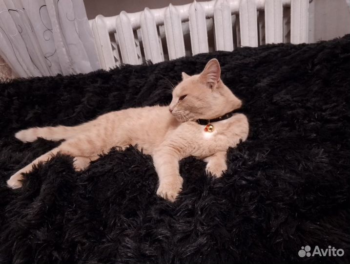 Отдам котенка в добрые руки