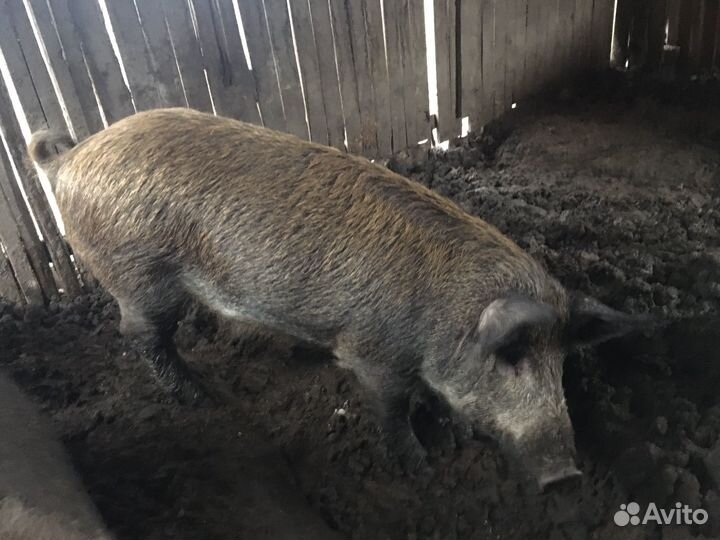 Хряк производитель