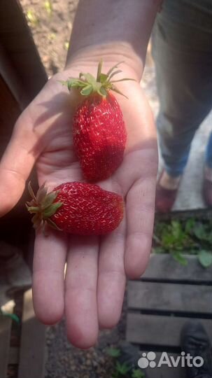 Саженцы клубники Солнечная полянка