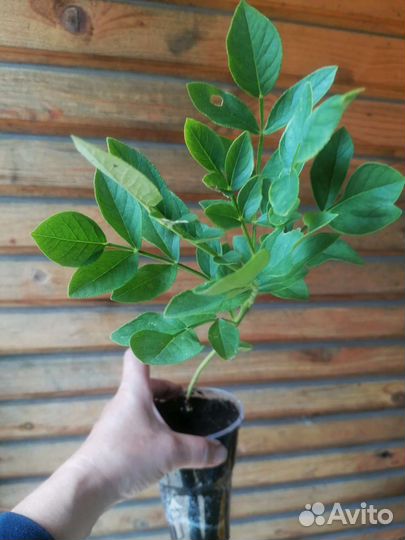 Ясенец (купина неопалимая)