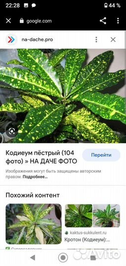 Кодиеум кротон