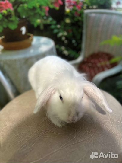Декоративные кролики вислоухие и львиноголовые