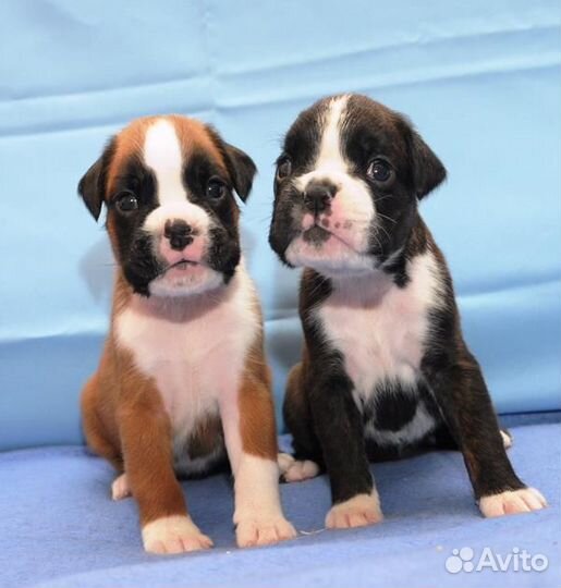 Боксерчики предварительное бронирование открыто