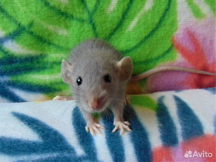 Крысята - дамбо, микки - маусы, клетки