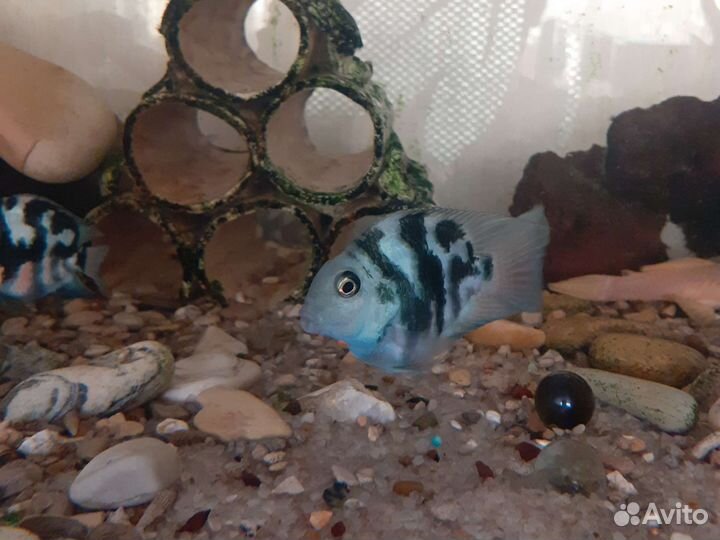 Попугай тигровый