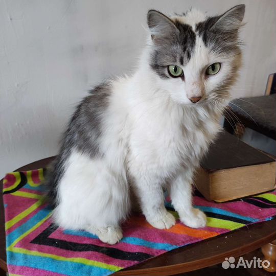 Котик Атлант в добрые руки