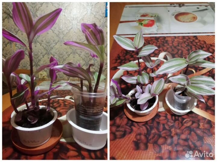 Традесканция белая, розовая Нанук, хлорофитум