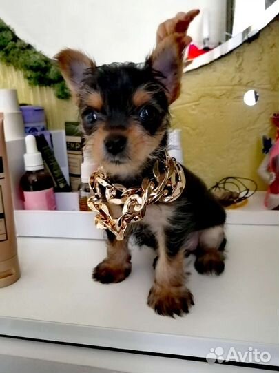 Йоркширский терьер micro