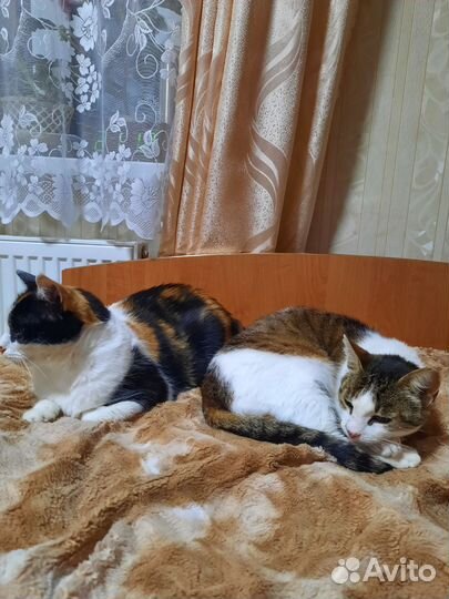 Передержка животных