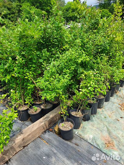 Навоз,чернозем жирный,смесь,доставлю,1/20м. Куб