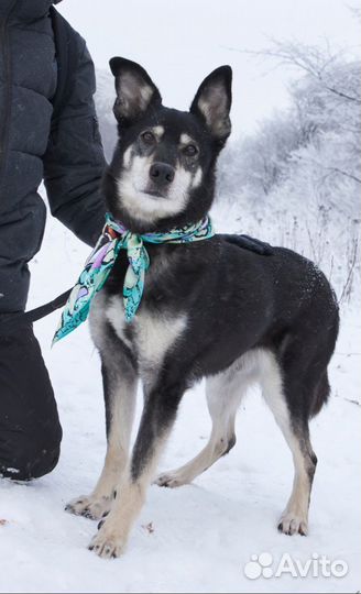 Заберите Джонника домой из приюта
