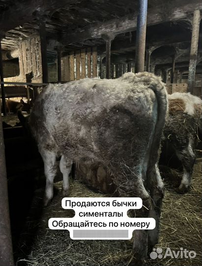 Бычки и жеребята