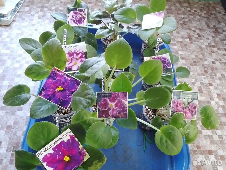 Детки фиалок набор 10шт