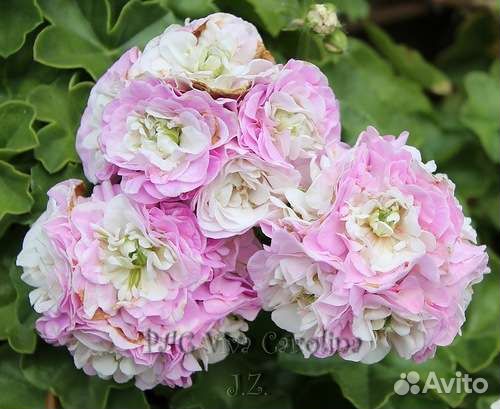 Пеларгония герань