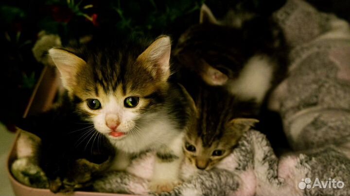 Котята в добрые руки