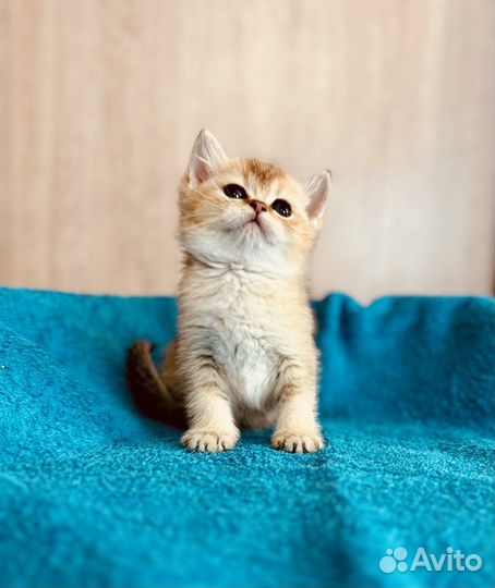 Британские котята