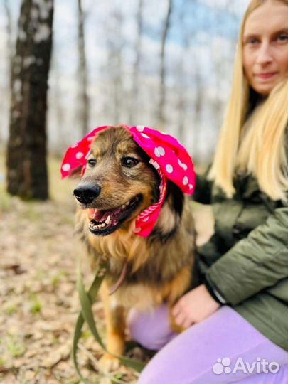 Плюша Рокси идеальная собака