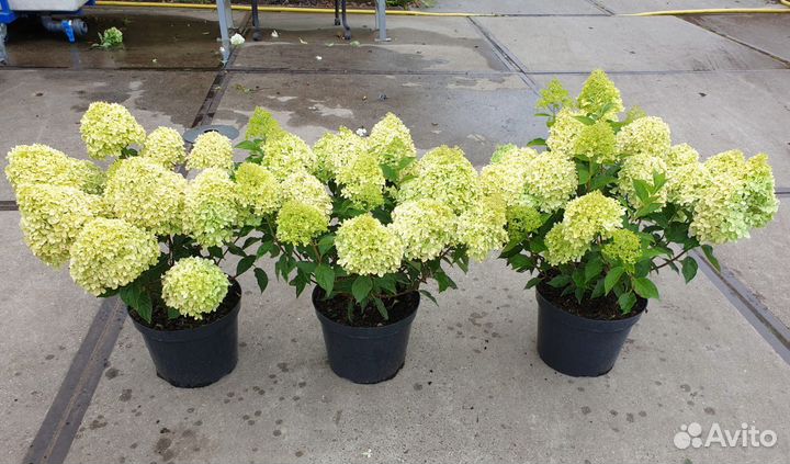 Гортензия Пиксио однолетка