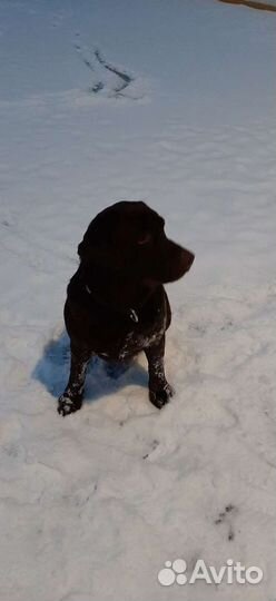 Собака для вязки