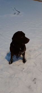 Собака для вязки