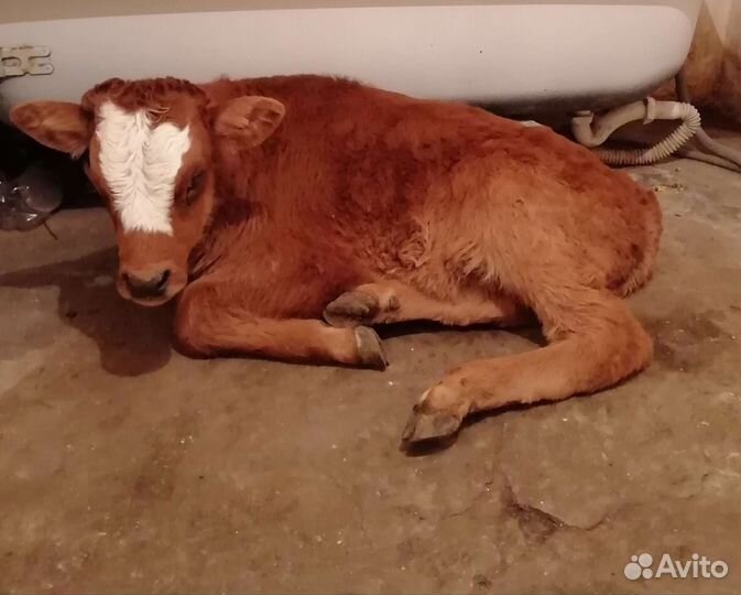 Телята бычки