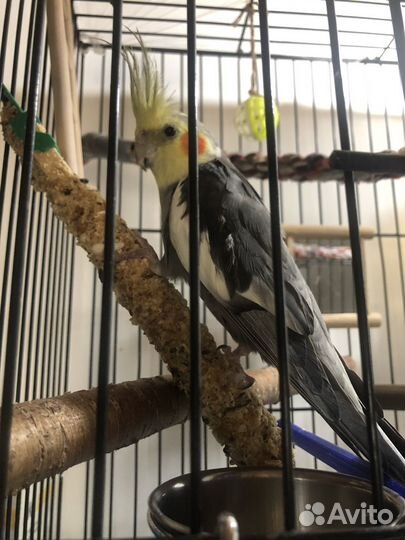 Попугай корелла