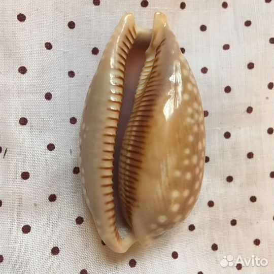 Морская ракушка