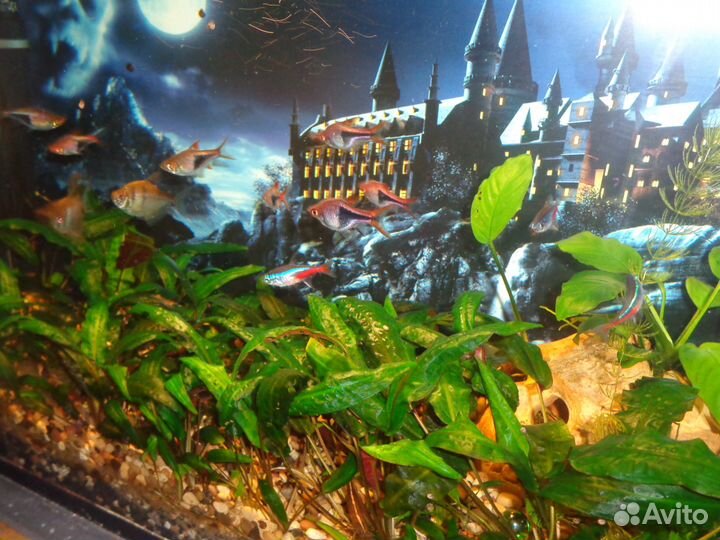 Чистка и уход за аквариумом