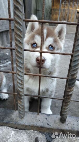 Щенки хаски