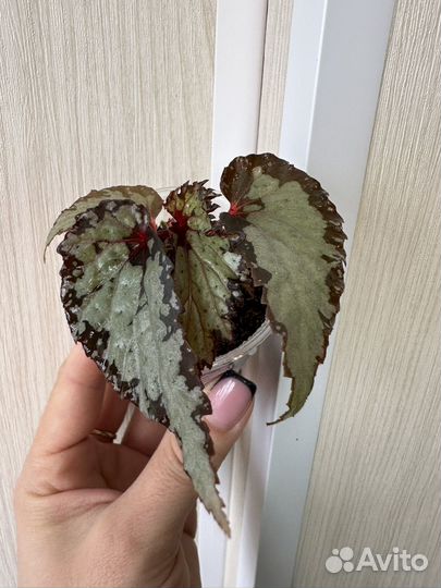 Редкая бегония U-676 (Kapuas Hulu)