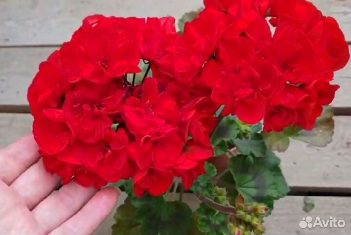 Пеларгония Мадам Бовари