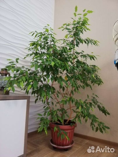 Фикус бенджамина большой