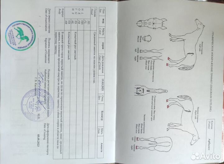 Продаются лошади