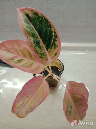 Аглаонема Салмон Фентази