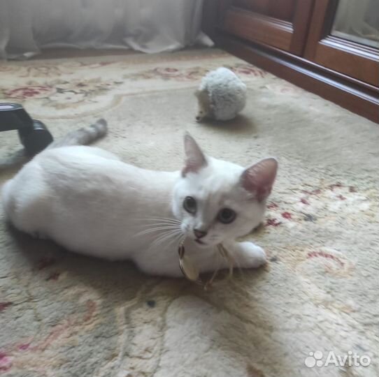 Британская серебристая шиншилла