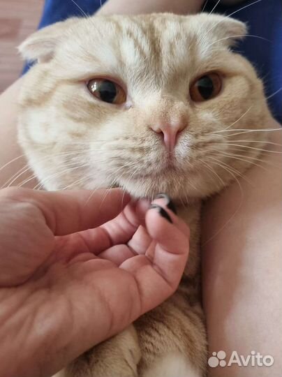 Кот на вязку
