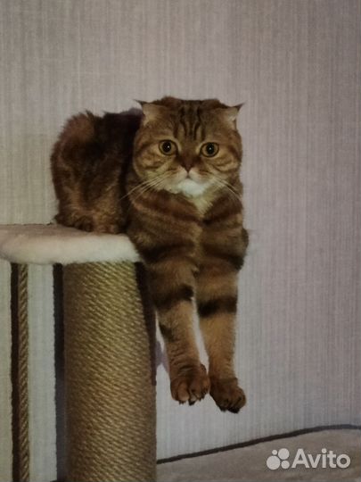 Шотландская вислоухая