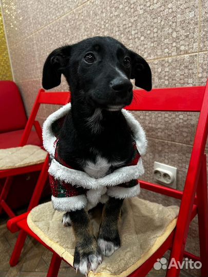 Собака щенок