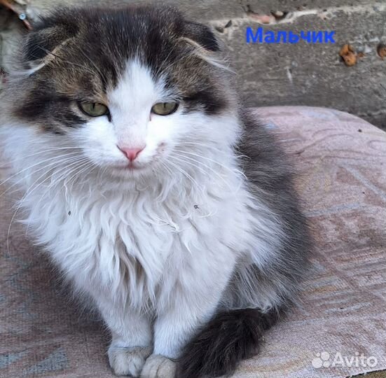 Котята в добрые руки