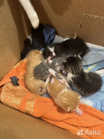 Котята в добрые руки