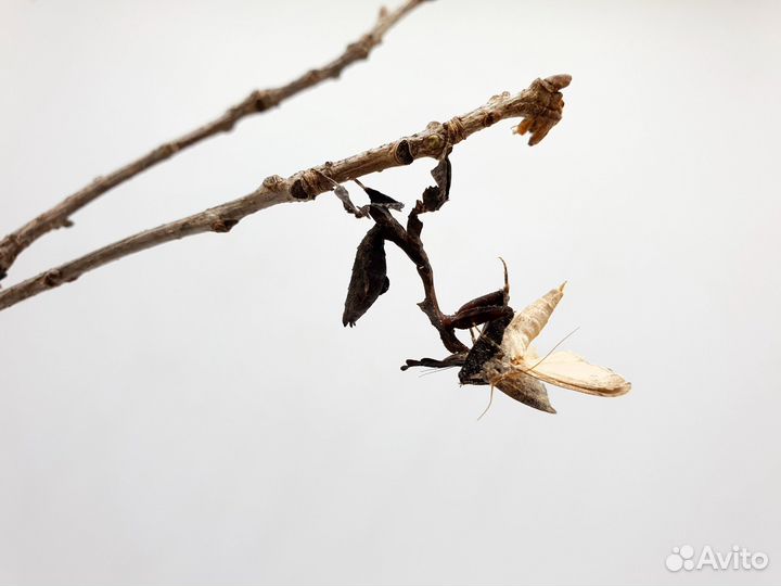 Живые богомолы