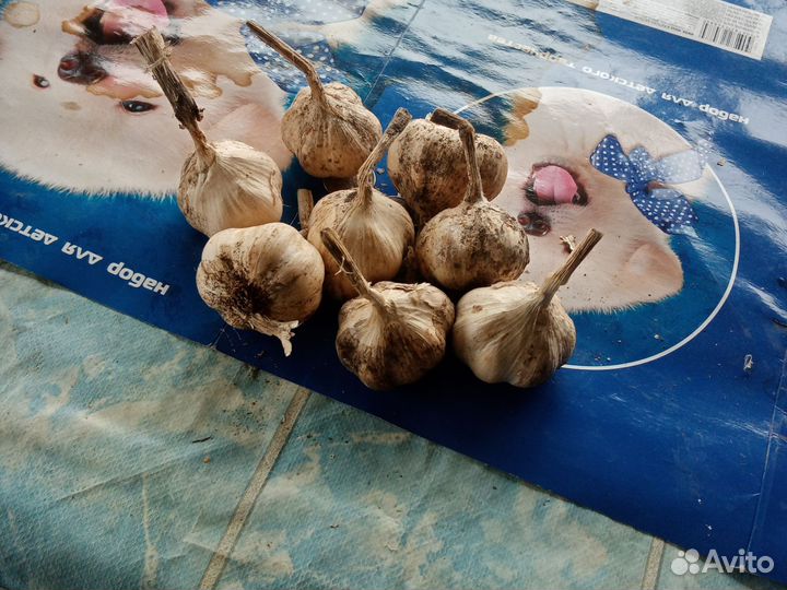 Картофель семеной