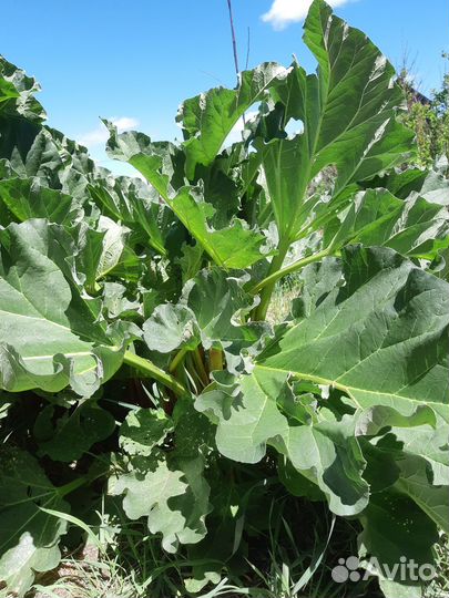 Ревень, стебли ревеня