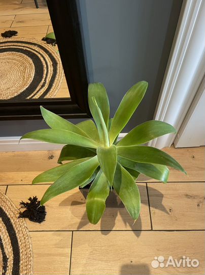 Агава аттенуата